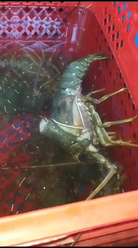 Blue Ocean Lobster — soft-shell lobster size grading